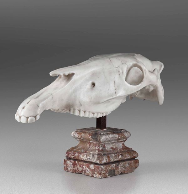 Scheletro della parte superiore della testa di cavallo in marmo bianco, su base in marmo colorato, probabile XX secolo