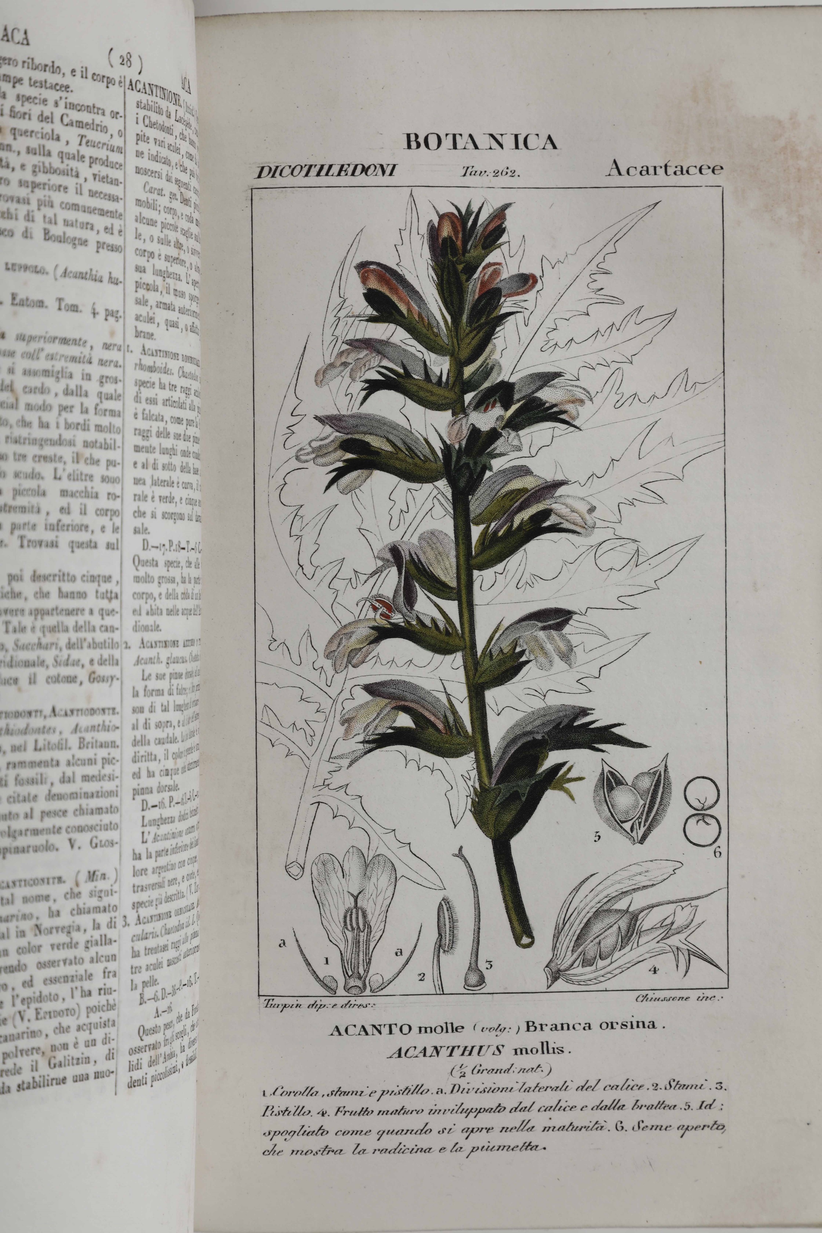 Autori Vari Dizionario delle scienze naturali... Prima traduzione dal Francese con aggiunte e cor...