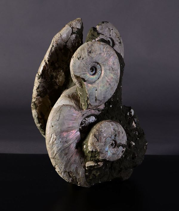 Natural pearlized ammonites block