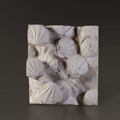 Gruppo di Bivalvi Fossili dal Miocene Francese