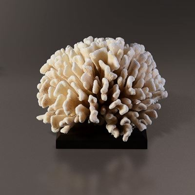 Eccezionale Madrepora Pocillopora dalle Isole Salomone