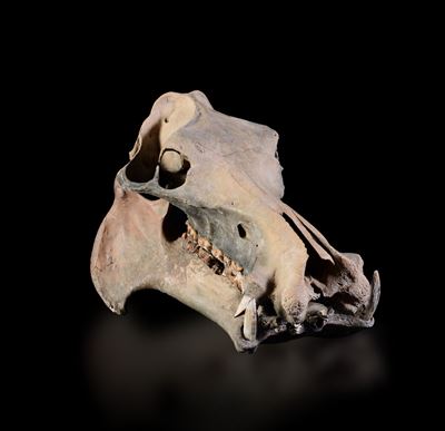 Cranio Fossile di Ippopotamo Nano del Madagascar Meridionale