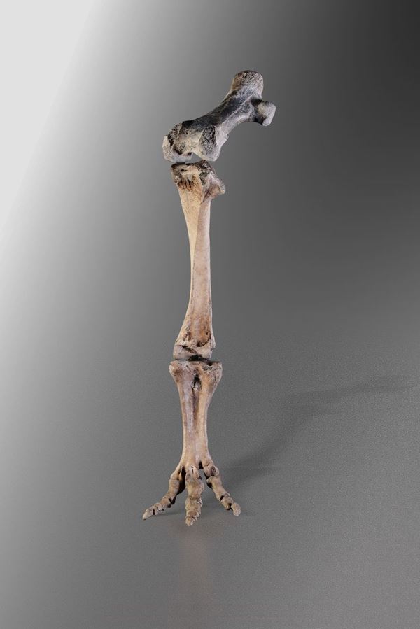 Aepyornis lower limb