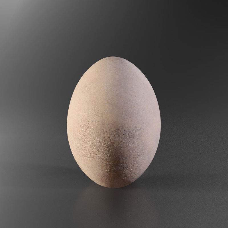 Aepyornis egg  - Auction Mirabilia - Cambi Casa d'Aste