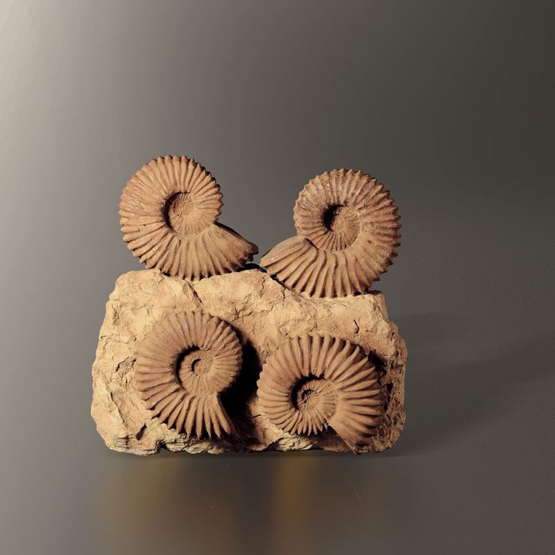 Composizione di quattro ammoniti su matrice  - Asta Mirabilia - Cambi Casa d'Aste
