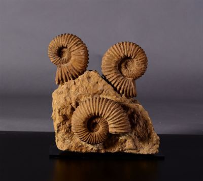 Composizione di Tre Ammoniti su Matrice