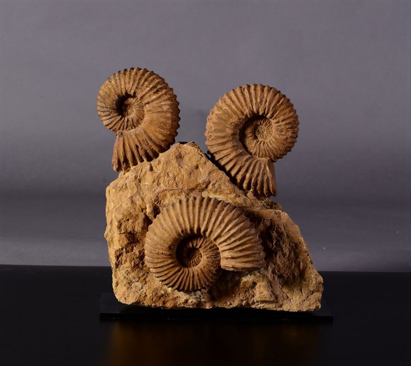 Composizione di tre ammoniti su matrice  - Asta Mirabilia - Cambi Casa d'Aste