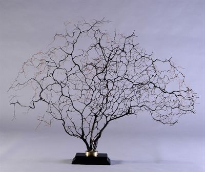 Gorgonia Nera