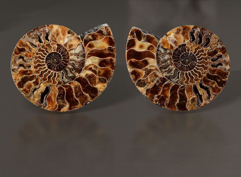 Ammonite Cleoniceras sezionata  - Asta Mirabilia - Cambi Casa d'Aste