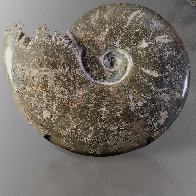 Ammonite Cleoniceras  - Asta Mirabilia - Cambi Casa d'Aste