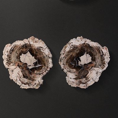 Sezioni di Legno Fossile