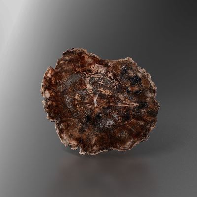 Sezione di Legno Fossile