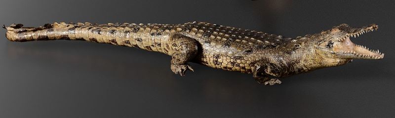 Nile crocodile  - Auction Mirabilia - Cambi Casa d'Aste