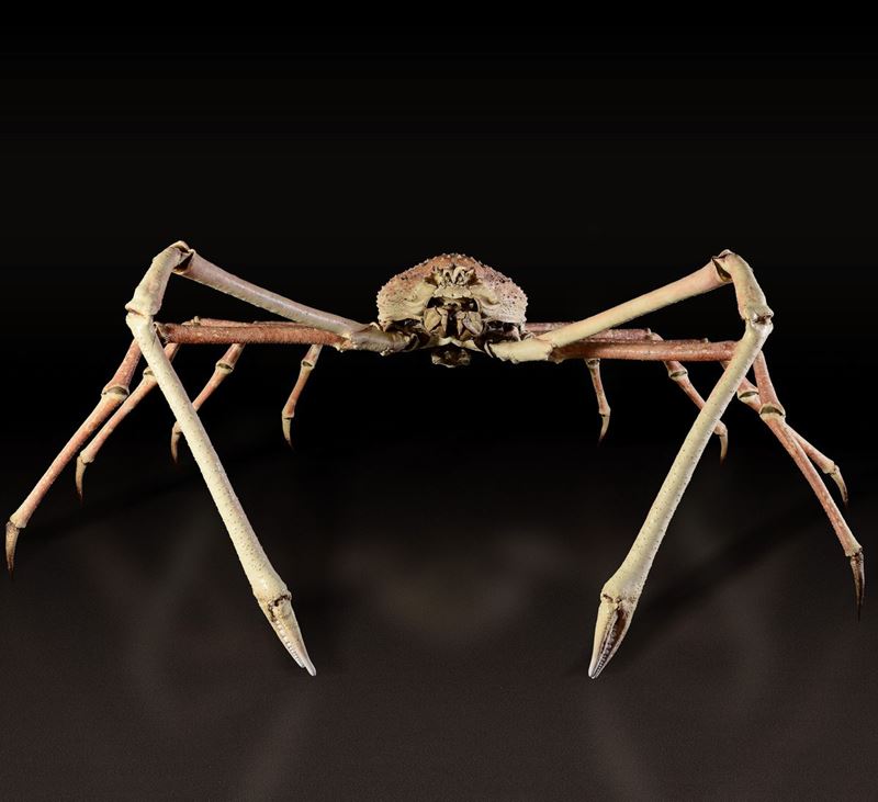 Japanese giant spider crab  - Auction Mirabilia - Cambi Casa d'Aste