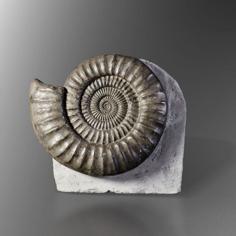 Ammonite Arietites su matrice  - Asta Mirabilia - Cambi Casa d'Aste