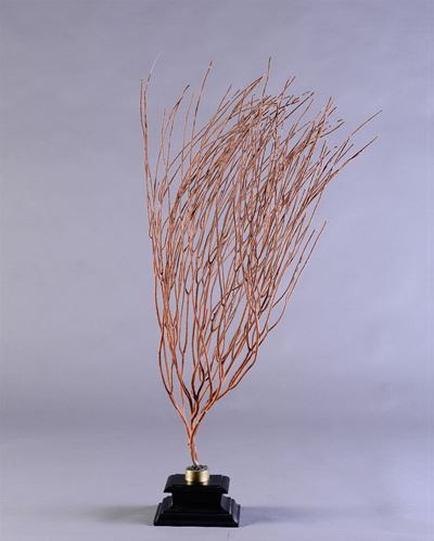 Gorgonia Rossa