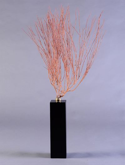 Gorgonia Rossa