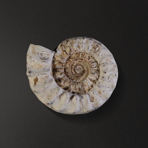 Kranosphinctes ammonite