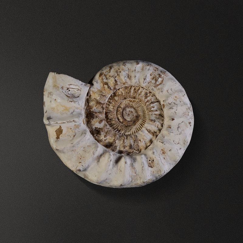 Kranosphinctes ammonite  - Auction Mirabilia - Cambi Casa d'Aste
