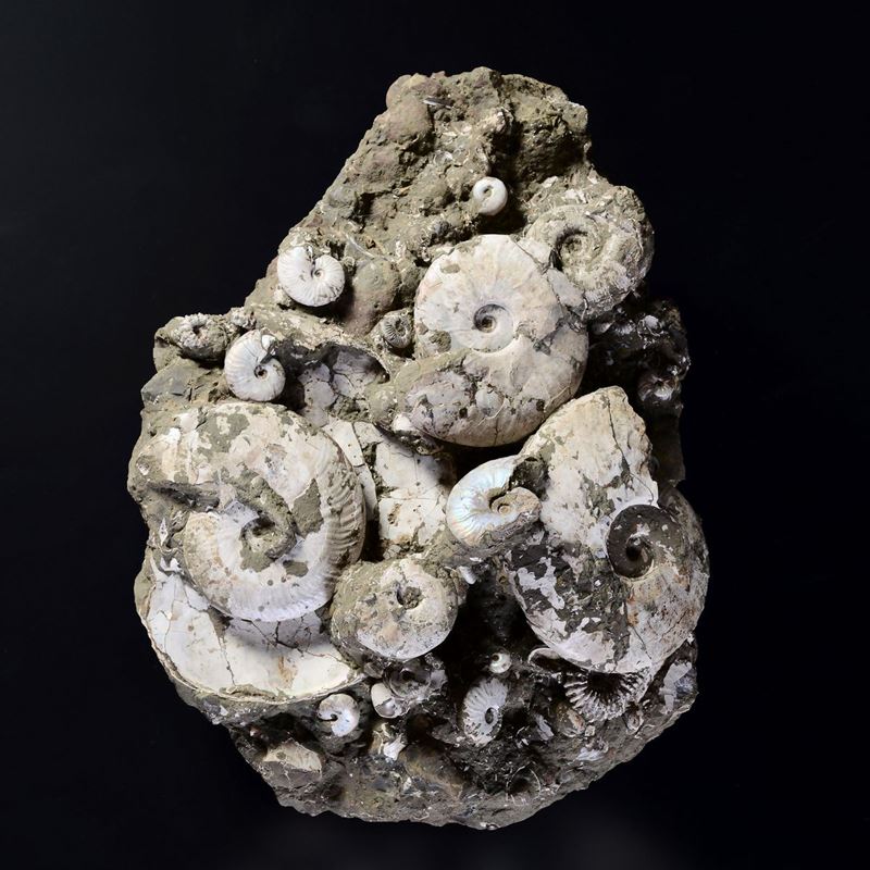 Natural pearlized ammonites block  - Auction Mirabilia - Cambi Casa d'Aste