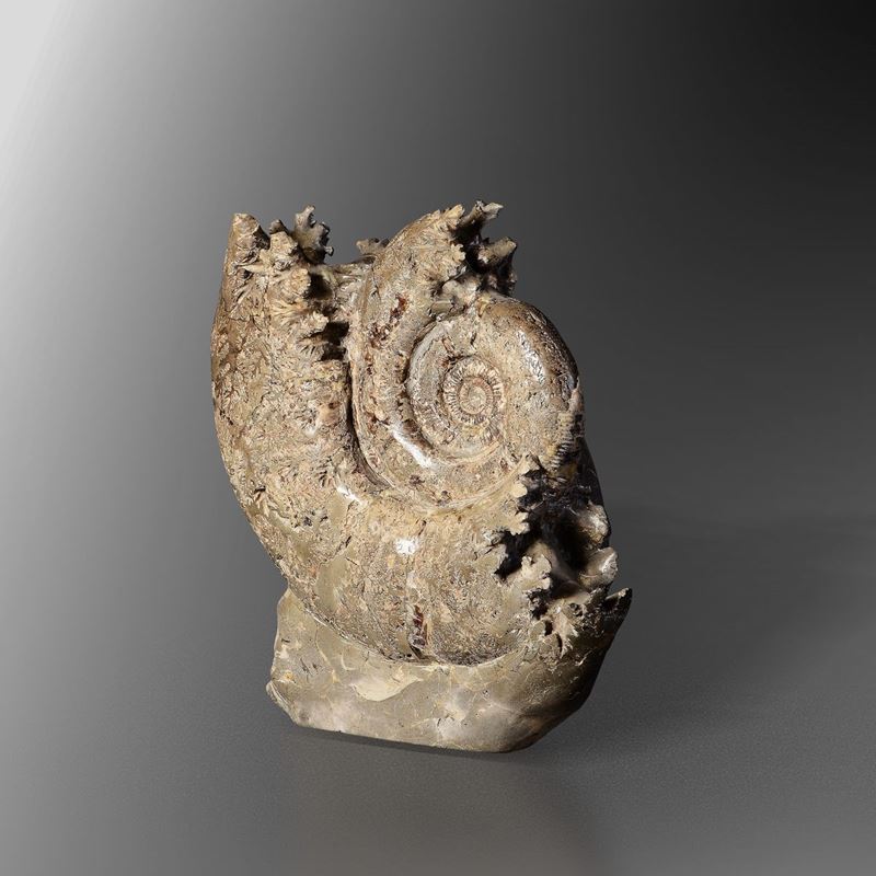 Scultura naturale originata dalla mineralizzazione in septaria di una grande ammonite  - Asta Mirabilia - Cambi Casa d'Aste