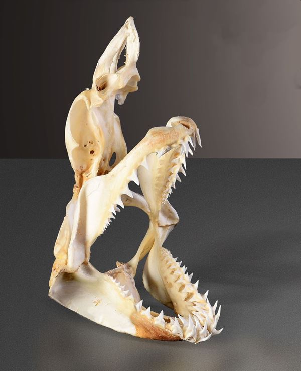 Mako shark skull preparation
