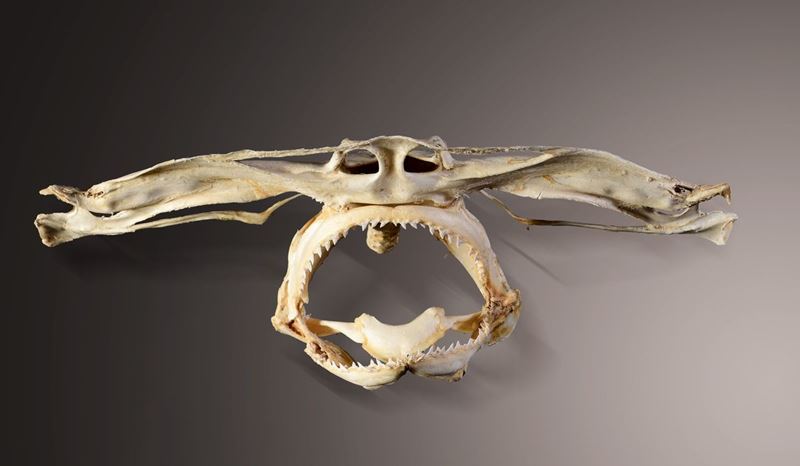Preparazione anatomica di cranio di squalo martello  - Asta Mirabilia - Cambi Casa d'Aste