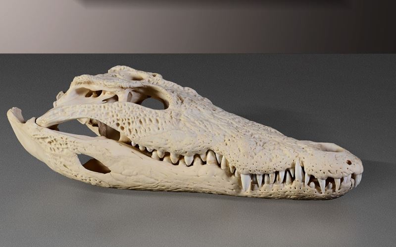 Cranio di coccodrillo del Nilo  - Asta Mirabilia - Cambi Casa d'Aste