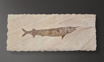 Pesce Rostrato Fossile del Genere Aspidorhynchus