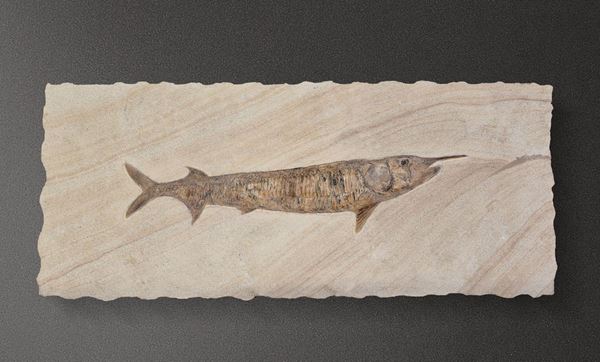 Pesce rostrato fossile del genere Aspidorhynchus