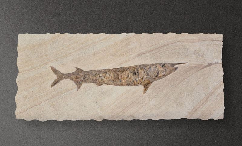 Pesce rostrato fossile del genere Aspidorhynchus  - Asta Mirabilia - Cambi Casa d'Aste