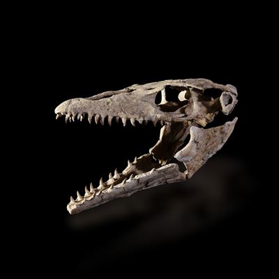 Impressionante Cranio di Halisaurus