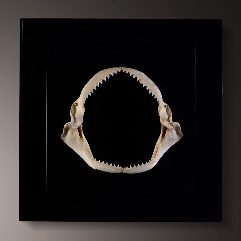 Mascella di squalo su quadro  - Asta Mirabilia - Cambi Casa d'Aste