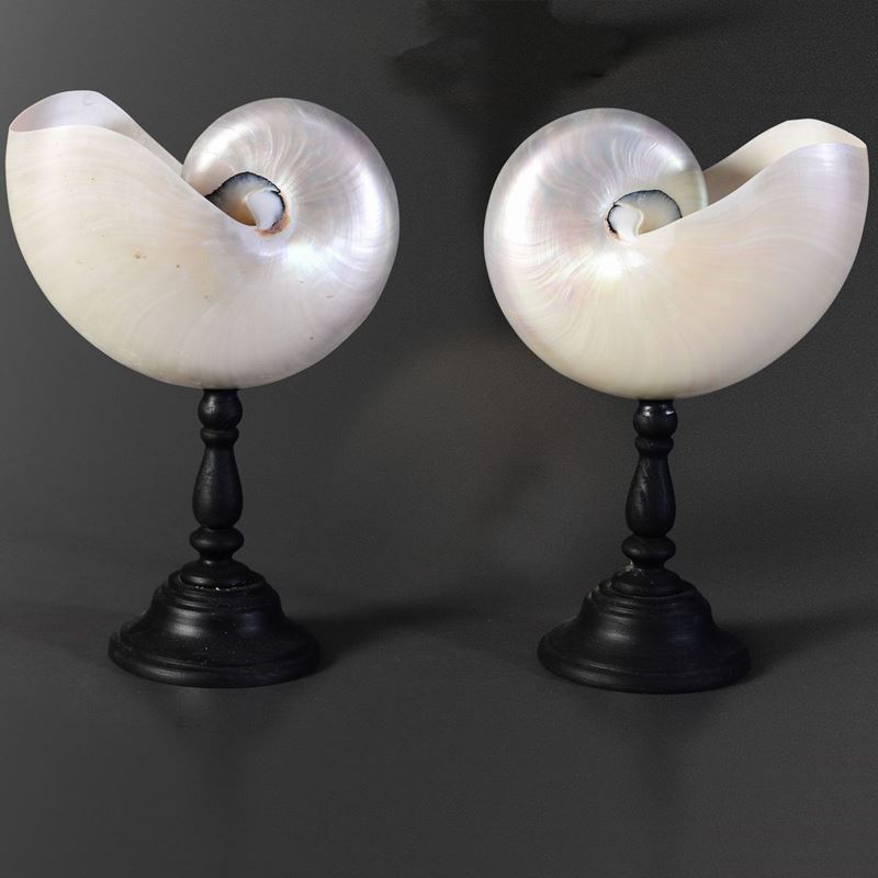 Perlaceous Nautilus pair on base  - Auction Mirabilia - Cambi Casa d'Aste