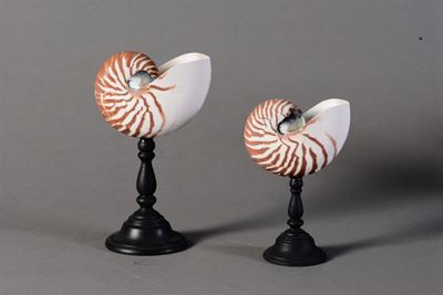 Coppia di Nautilus su Basi