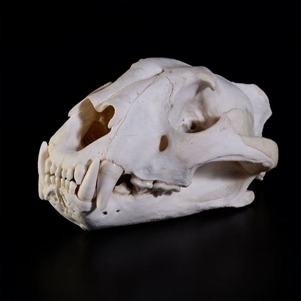 Cranio di tigre