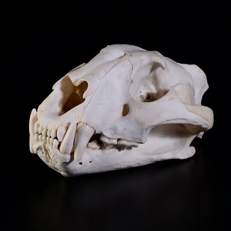 Tiger skull  - Auction Mirabilia - Cambi Casa d'Aste