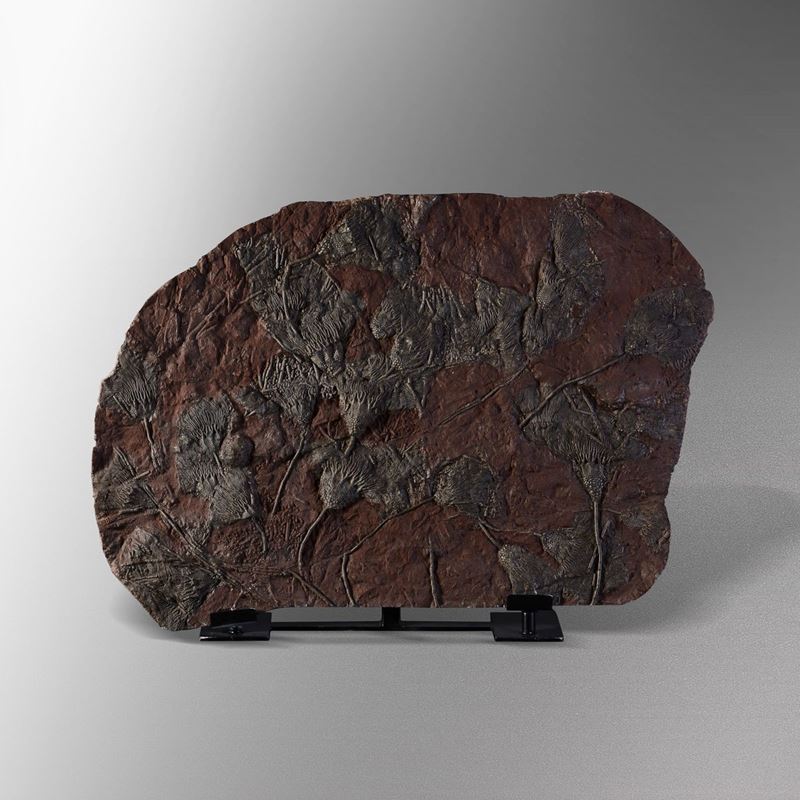 Grande lastra di crinoidi fossili Scyphocrinus  - Asta Mirabilia - Cambi Casa d'Aste