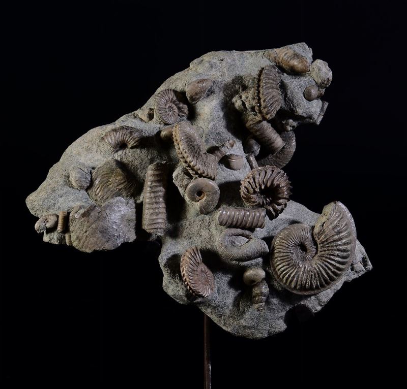 Ammonite group  - Auction Mirabilia - Cambi Casa d'Aste