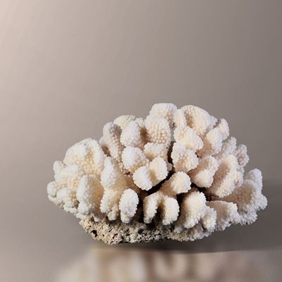 Madrepora Pocillopora