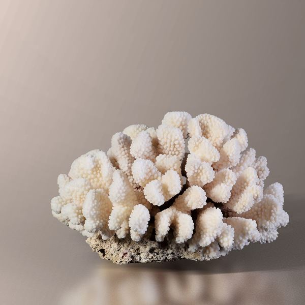 Pocillopora coral