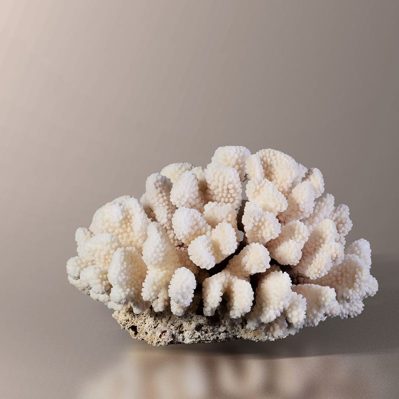 Pocillopora coral  - Auction Mirabilia - Cambi Casa d'Aste