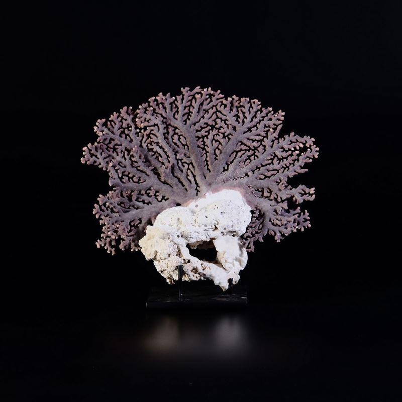 Purple coral branch  - Auction Mirabilia - Cambi Casa d'Aste
