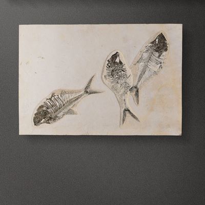 Composizione di Tre Pesci Fossili dal Wyoming, su Quadro in Legno