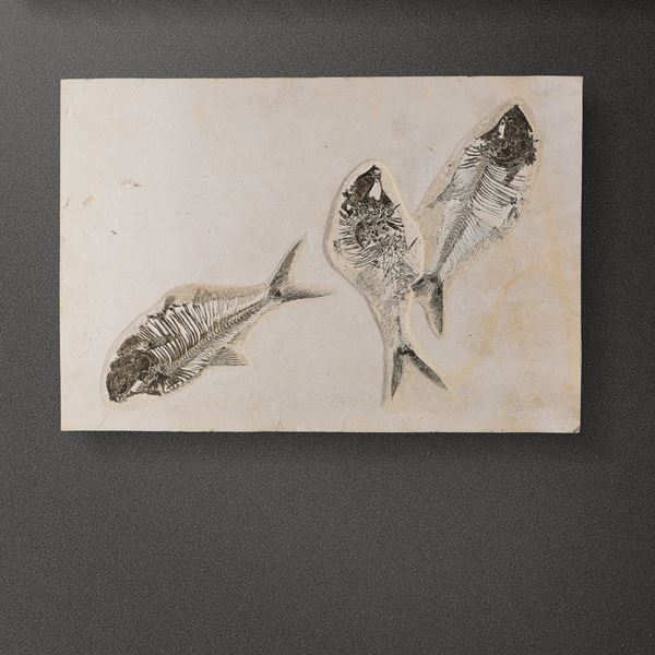 Composizione di tre pesci fossili dal Wyoming, su quadro in legno