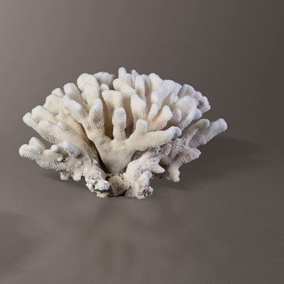 Madrepora Pocillopora su Base in Legno