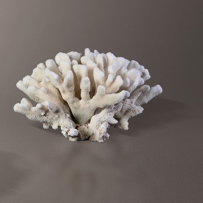 Pocillopora coral  - Auction Mirabilia - Cambi Casa d'Aste