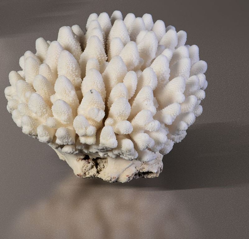 Acropora coral  - Auction Mirabilia - Cambi Casa d'Aste