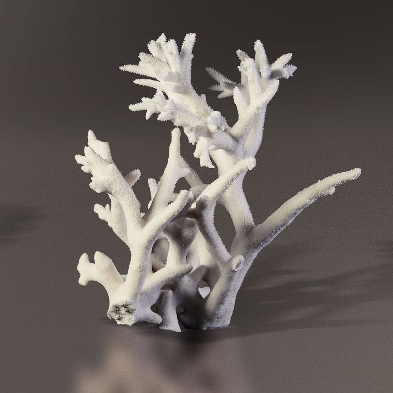 Acropora coral  - Auction Mirabilia - Cambi Casa d'Aste