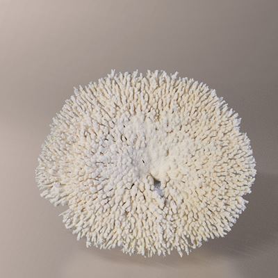 Madrepora Acropora su Base in Legno